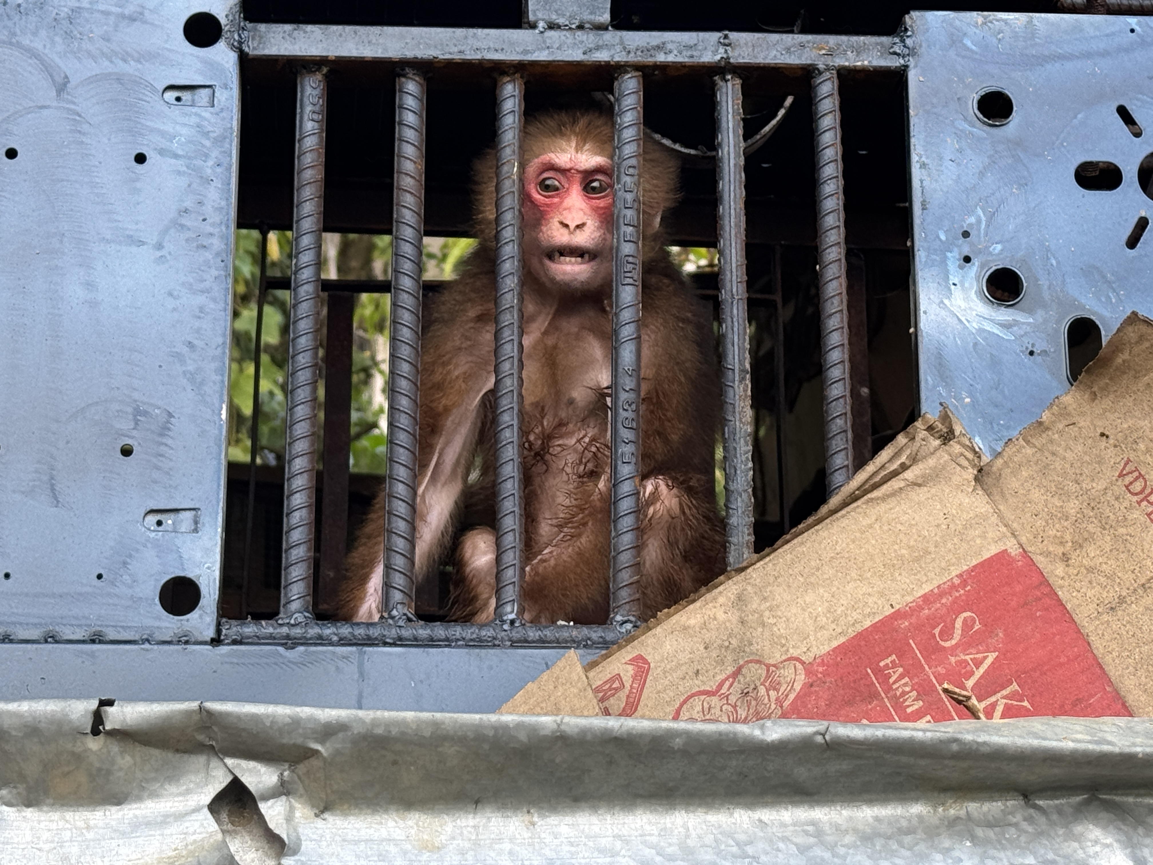 An angry and noisy guard-monkey lets the shopkeeper know if anyone comes by.
