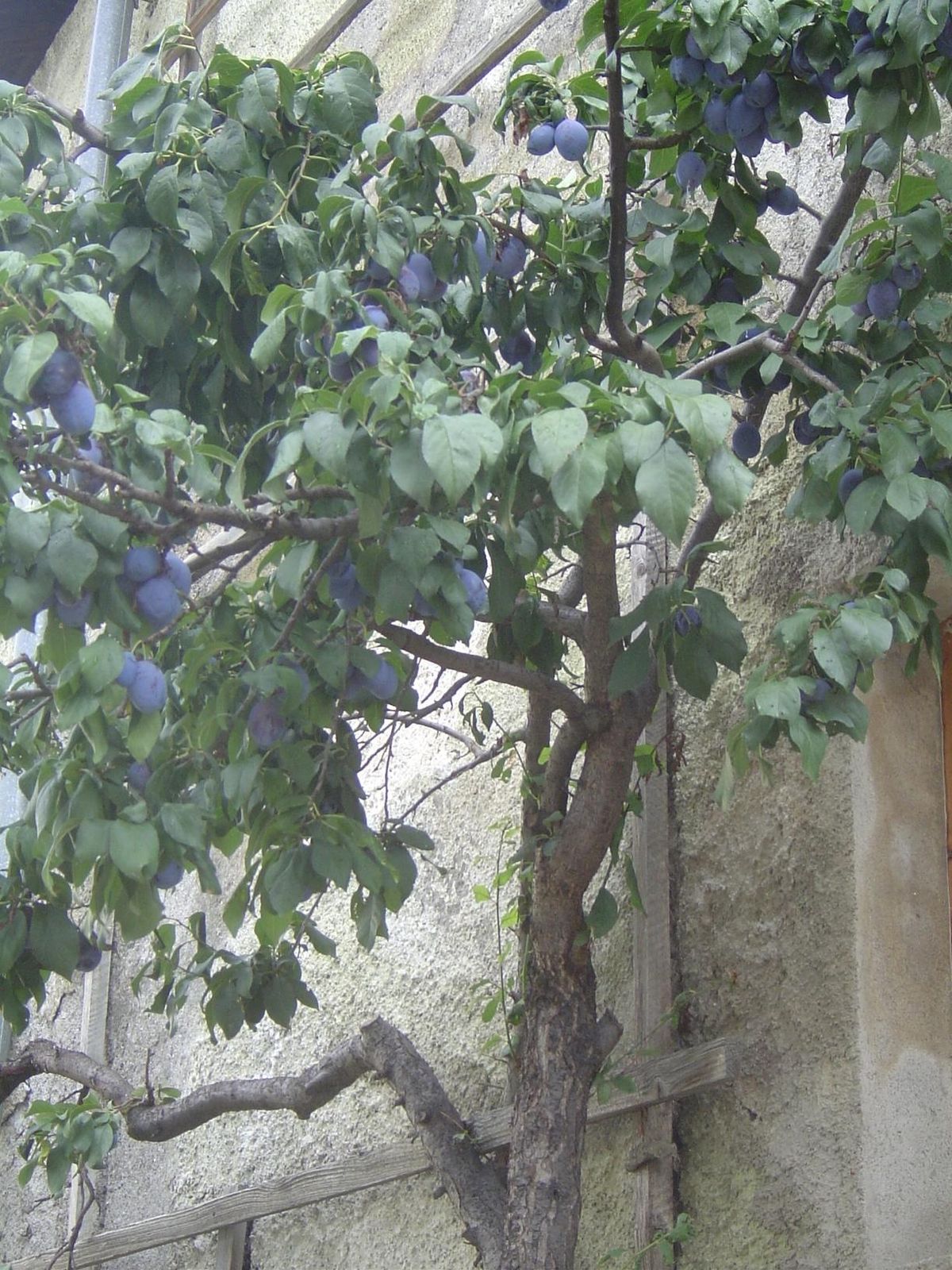 Plums.