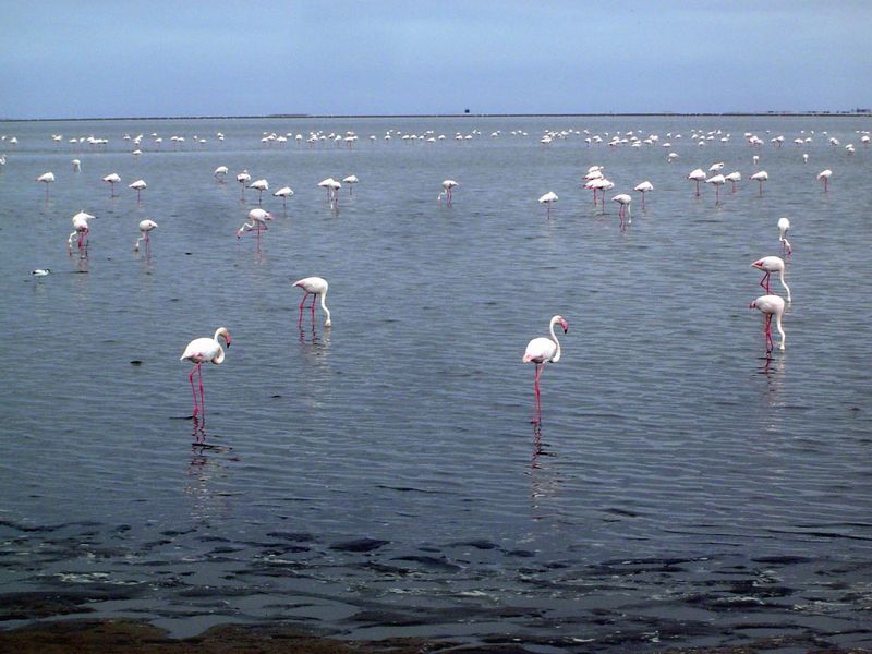And here are those birds, drawn to a lagoon south of the harbor.