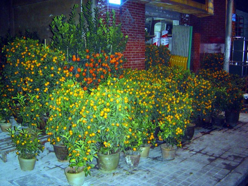 Orange trees.