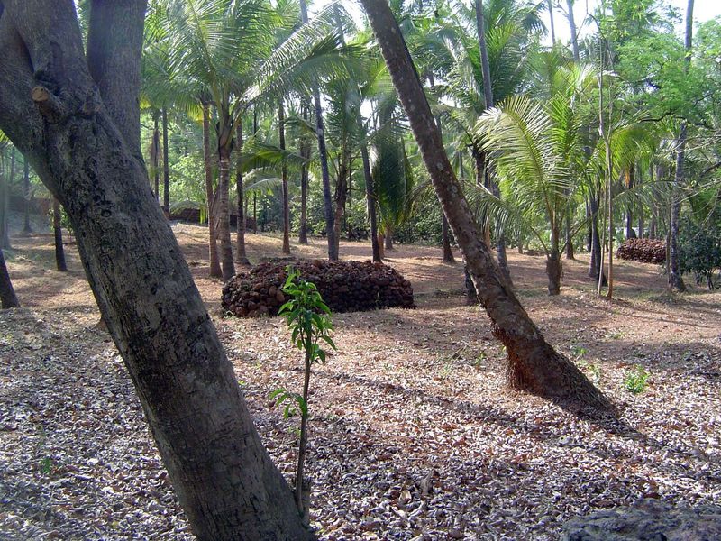 A coconut grove on the site of former buildings. The heap of stones was made recently, when the landowner cleared the site before planting i