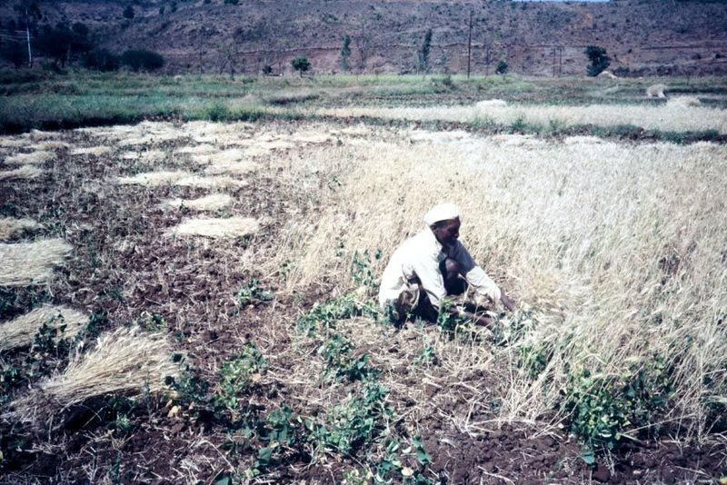 As soon as one descends eastward from the crest of the plateau, precipitation begins to decline. Here, on the Khadakwasla Project, not far f