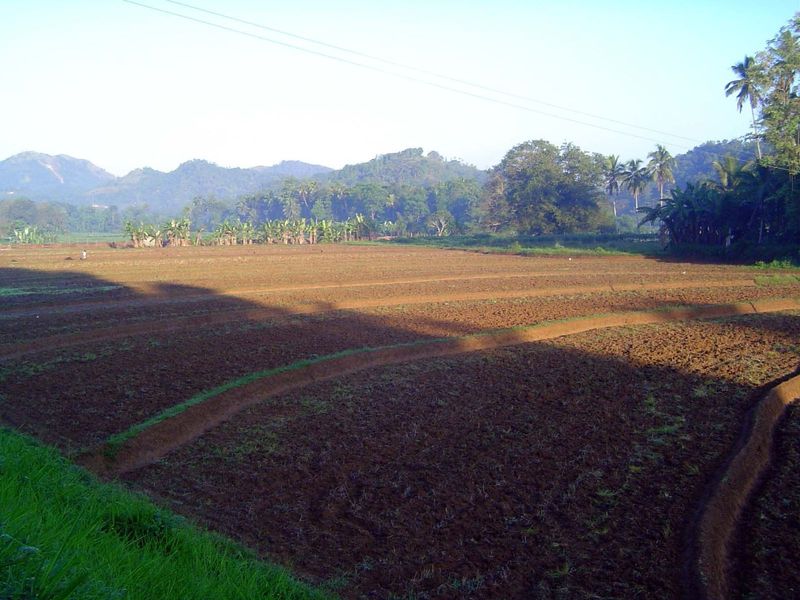 A very unusual sight for central Sri Lanka: perhaps ten acres laid out in exceptionally large paddies.