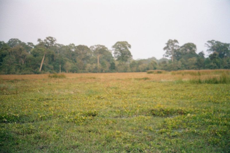 Hard to believe you're in what was the city? Still, you are: Angkor Thom was filled with the houses of officials—religious, civilian, milita