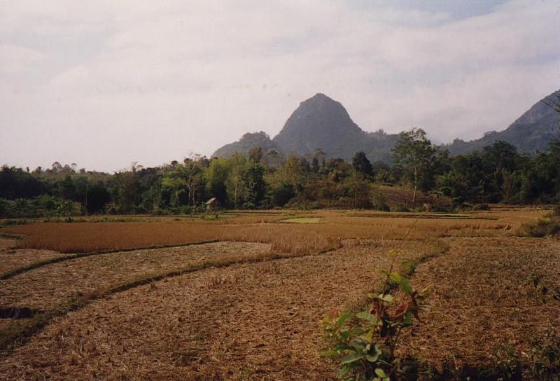 Farther back in the countryside, rice paddies in the dry season.