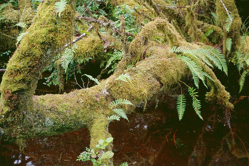 It's wet enough for a thick wool of moss to cover downed logs.
