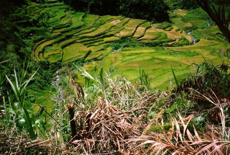 The landscape is of Balinese intensity.