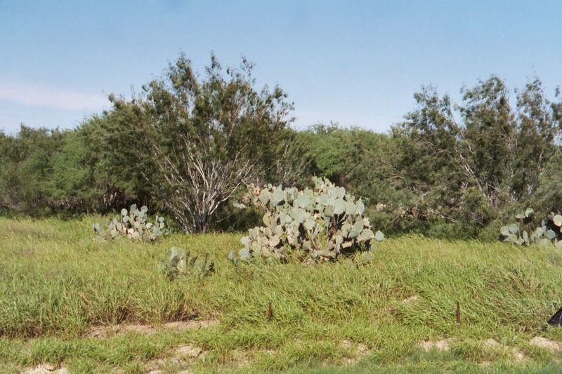 We're 150 miles southwest of San Antonio. Mesquite and prickly pear: a shrub savanna with about 16 inches of rain annually. That sounds tole