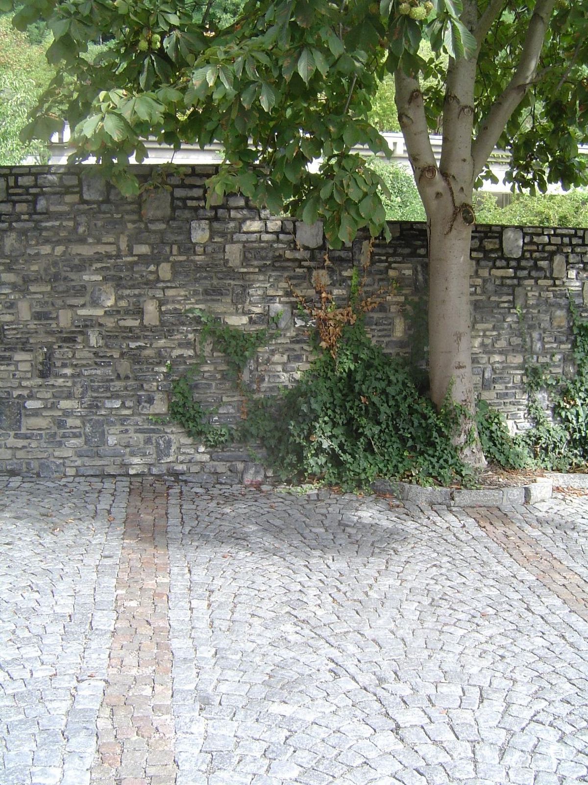 New courtyard paving and a horse chestnut.