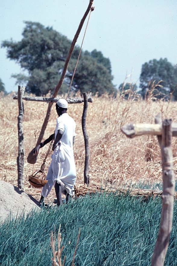 Where enough water can be found in shallow wells, vegetables like these onions can be grown. The irrigation technology is the ancient shaduf