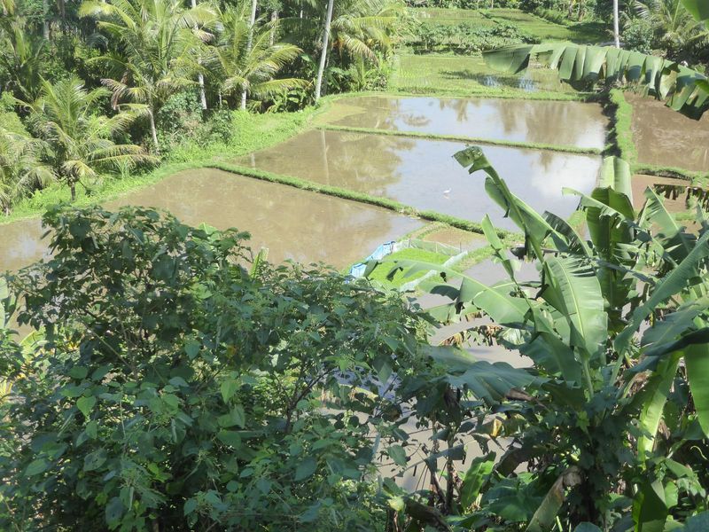 Don't be fooled by the picture into thinking that nothing has changed since his time: between 1965 and 2000 alone, rice yields on Bali almos