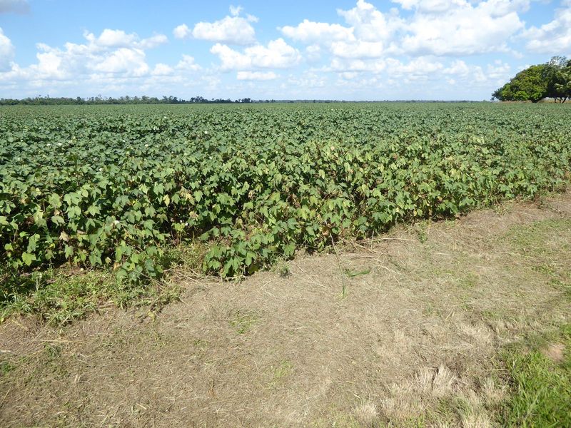 Bang: one minute from the airport there's a cotton field calculated to put fear in the hearts of Texans.