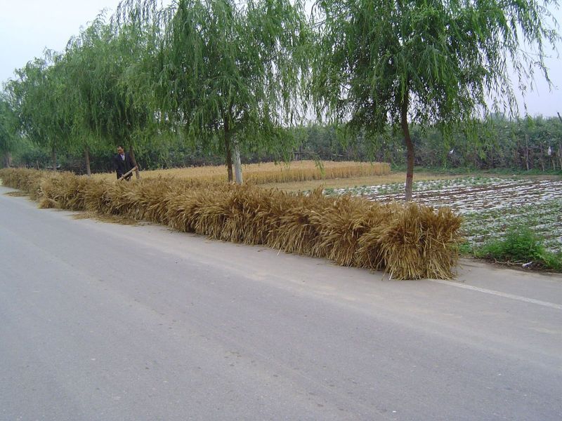 Highways come in handy, too, and not just for transport. The grain is about to be spread out like a blanket on the road.