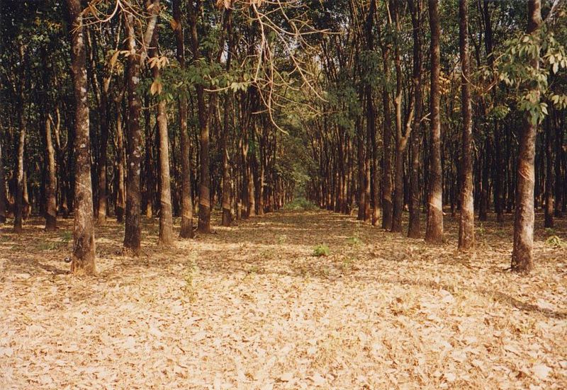 This is rubber country, too, and has been for a century or so, since seeds of the Brazilian rubber tree were smuggled from Brazil to Britain
