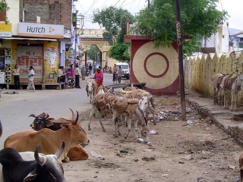 Here is your answer: donkeys.