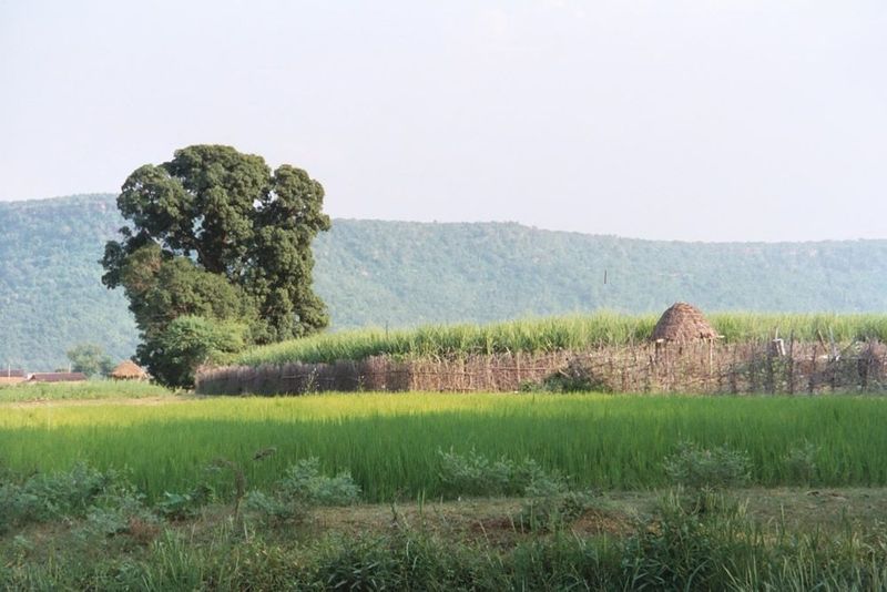 Fenced sugarcane.