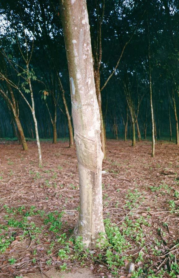 Spindly looking, but rubber has been an economic giant in Southeast Asia, particularly British Malaya. The diagonal scarring is a sign of pr