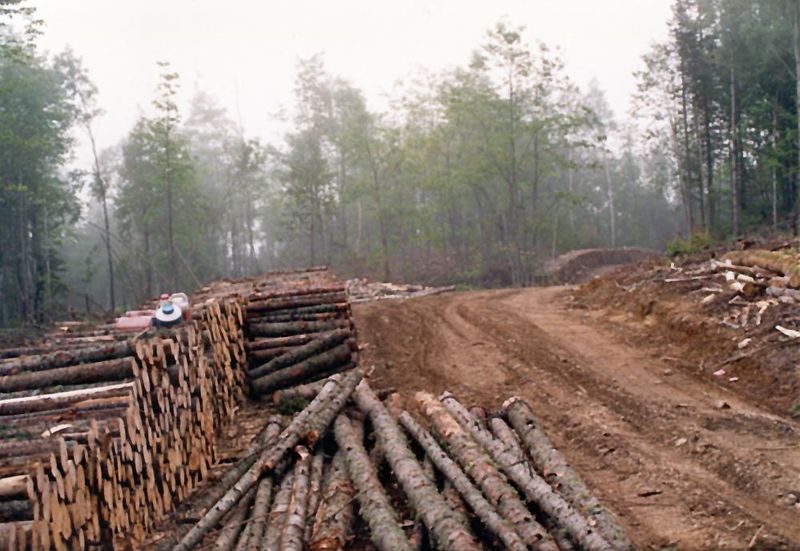 Because most of the wood will be pulped, it's sometimes bucked into 4-foot lengths. It's an obsolete practice but still commonplace on the s