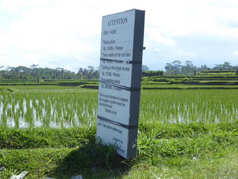 Other sources of income? Here, at Sebali/Keliki, just above Ubud, one village has decided to make tourists pay to look. "Smart," one may say