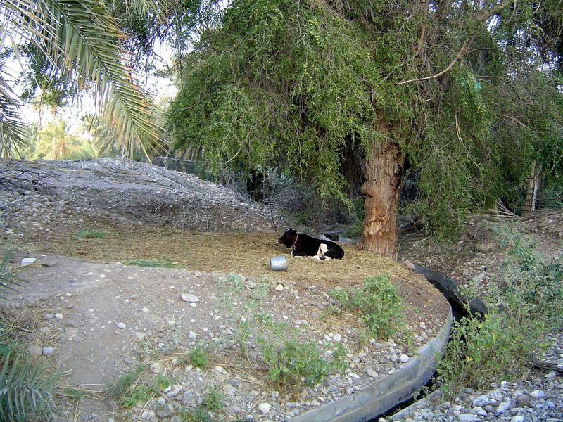 Once, there was a lot of agricultural variety here, but now even a cow is unusual.