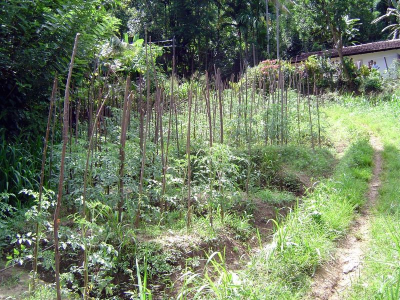 Tomatoes, a cash crop to be carried out to the road.