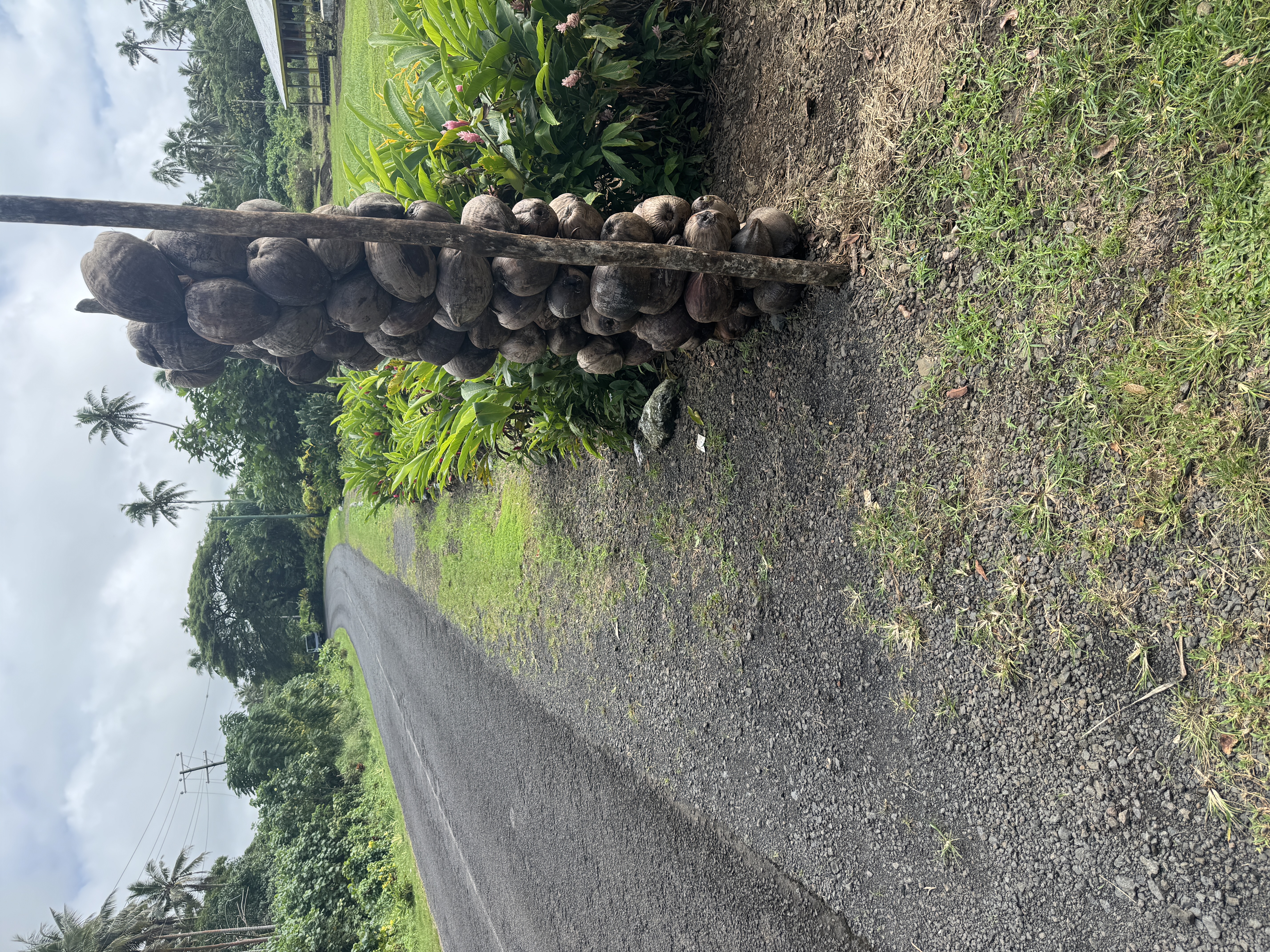 True, Weber can't take credit for every coconut.  Here they are tied around posts to keep them off the ground so they don't sprout.