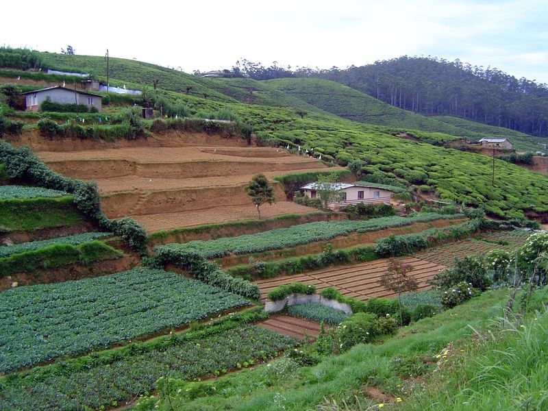 This is where most of Sri Lanka's vegetables come from.