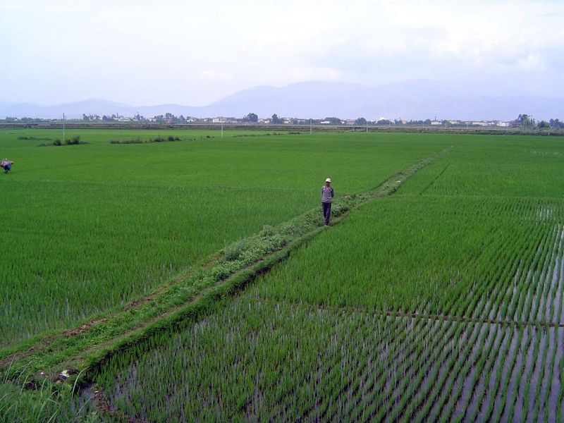 We're heading north, past the lakeshore paddy fields.