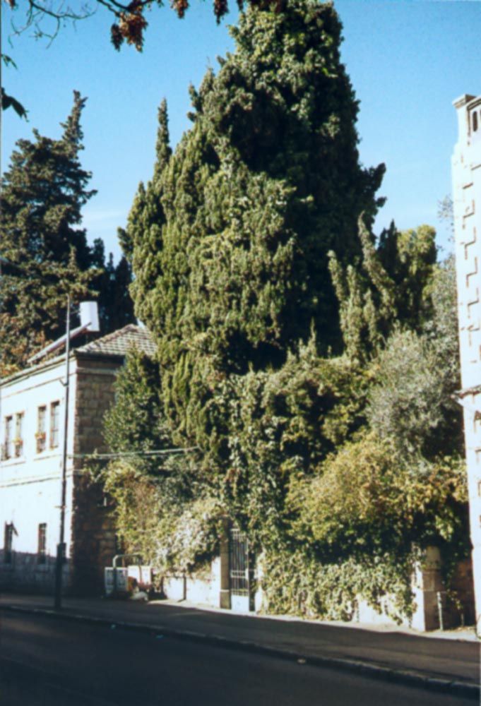 Bits of Jaffa Road retain a 19th century calm. Here, tucked in its own forest is the onetime home of Conrad Schick, the German architect who