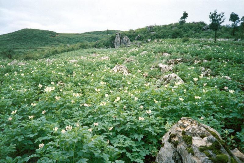 Farther north, potatoes. An interesting crop—and clearly not something of any great antiquity, since potatoes arrived with the Europeans.