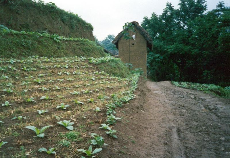 The farmers dry their own tobacco in barns like this one. All vehicles arriving in the village—and this includes buses that run between Heng