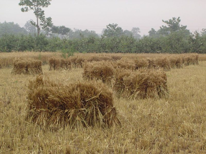 Wheat is the chief winter crop, rotated with cotton.