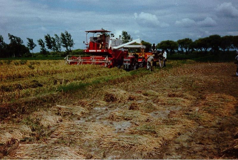 Rice harvesting by combine, west of Karnal. The brand-name is Swaraj, "self-rule," but though that name alludes to Gandhi, the machine itsel
