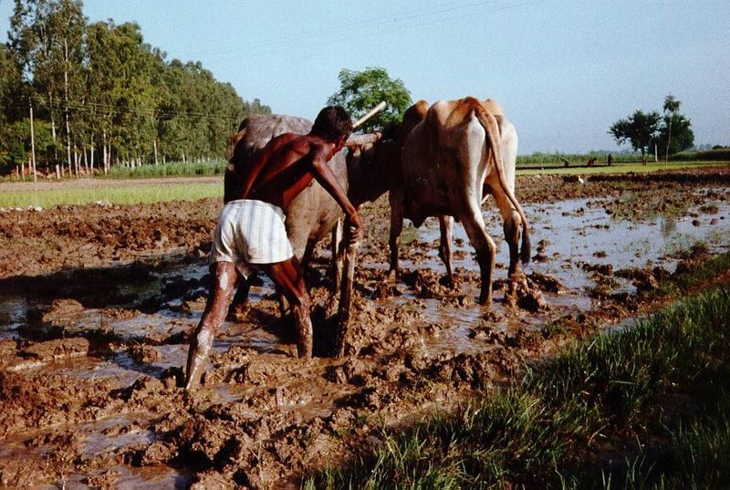 Puddling a field near Karnal, Haryana, so it will hold water during the paddy season. Across the road, a tractor might do the same work. The