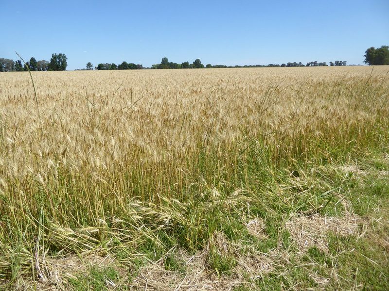 Wheat.