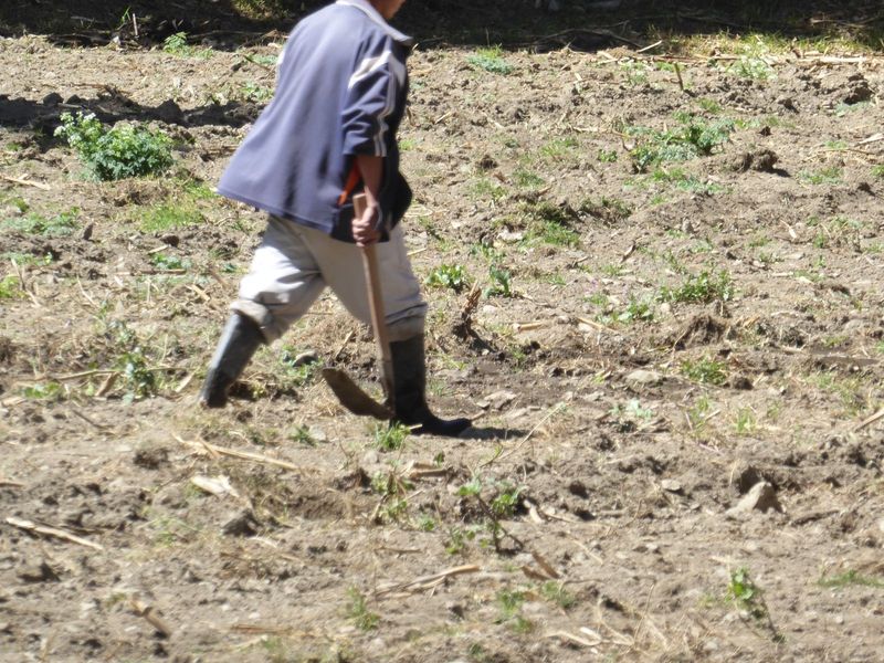 Man with a hoe.