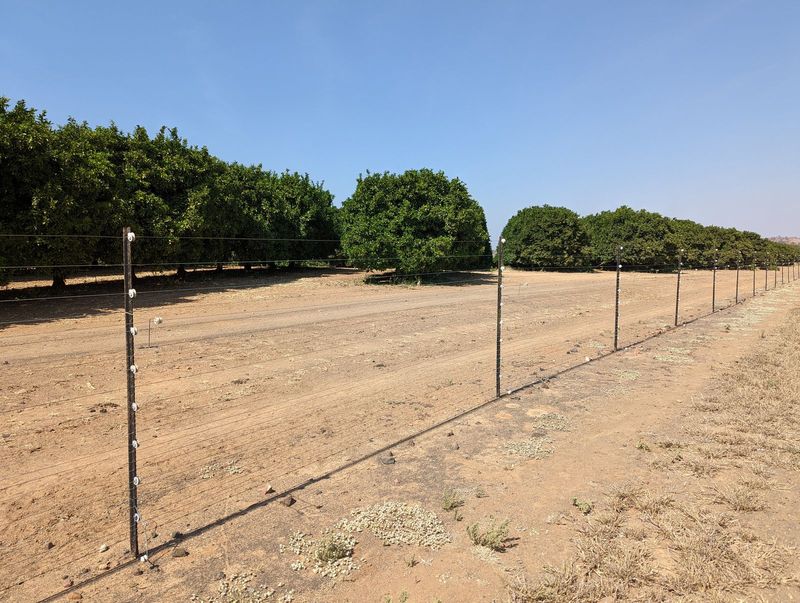 More likely, oranges to be marketed in Europe or Canada. Yes, the fence is electrified, although this isn't much of a deterrent to an elepha