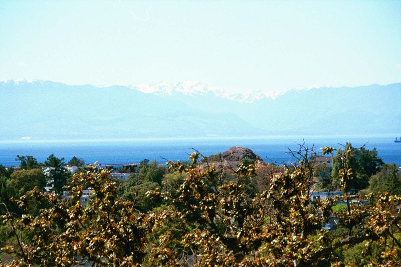 The view from the back terrace of Government House over the Strait of Juan de Fuca and, on the far side, the Olympic Mountains of Washington
