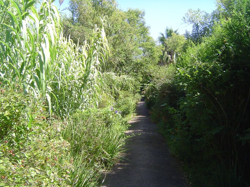 The museum extends to a nearby house reached through this backyard path.