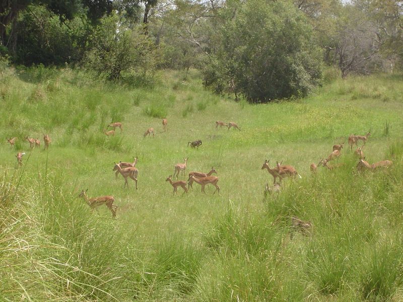 It would be great if we could say, "See, this is Africa." The reality is that we're within the guarded Mosi-oa-Tunya National Park. That's t