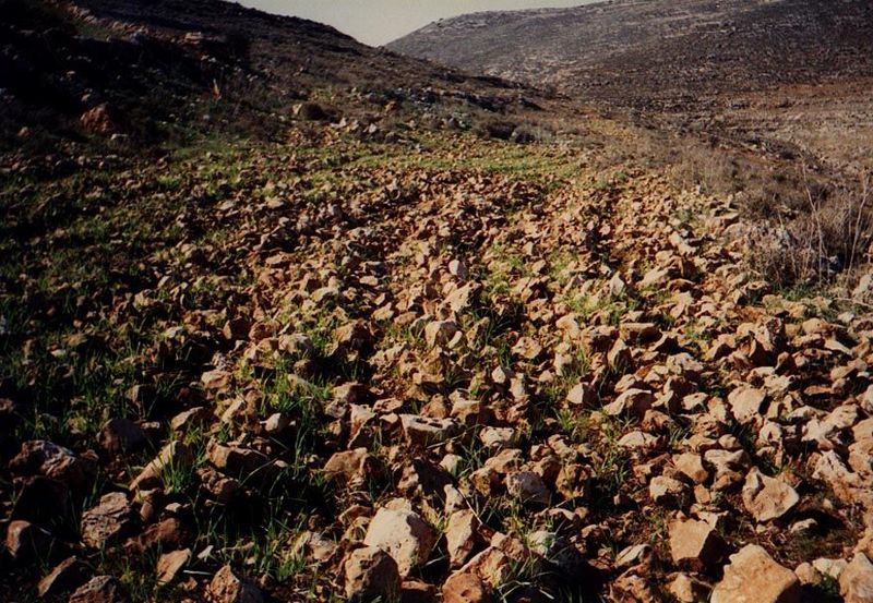 A field of grain at the village of Wadi Fukin. The field should be seen less as an agricultural undertaking than as a land-holding tactic. T