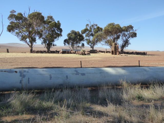 Speaking of dust, here's the 200-mile-plus Morgan Whyalla pipeline, built in 1945 and doubled in 1967. It ignores some sheep and a ruined ho