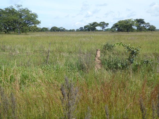 Despite the good news of highways without traffic, the news in the countryside is bad, with cropland reverting to bush.