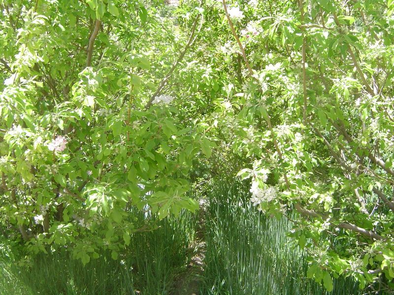 Many kinds of fruit are also grown.
