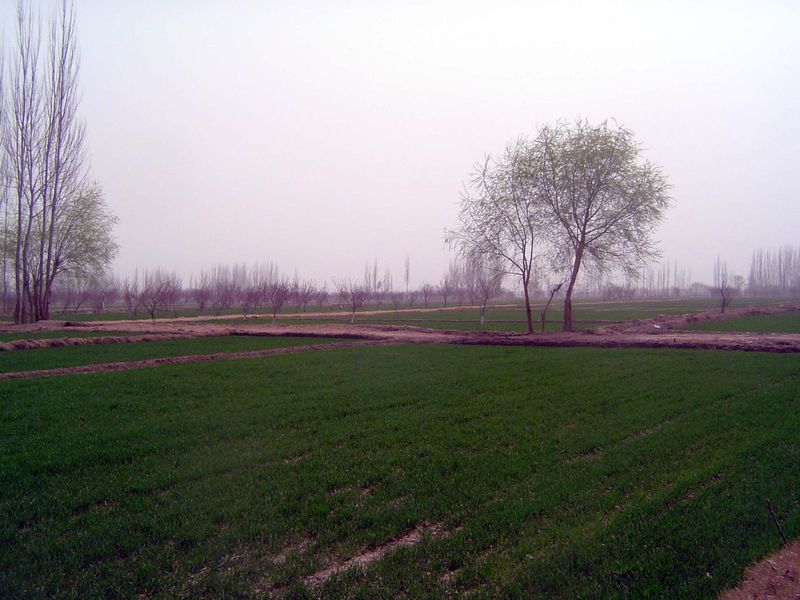 Open fields. Forget fencing. The air quality is poor, but naturally so, from desert dust.