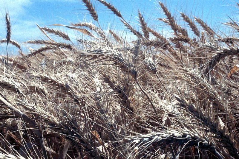 Yields are extremely heavy, so much so that the post-harvest straw is too abundant to plow under.