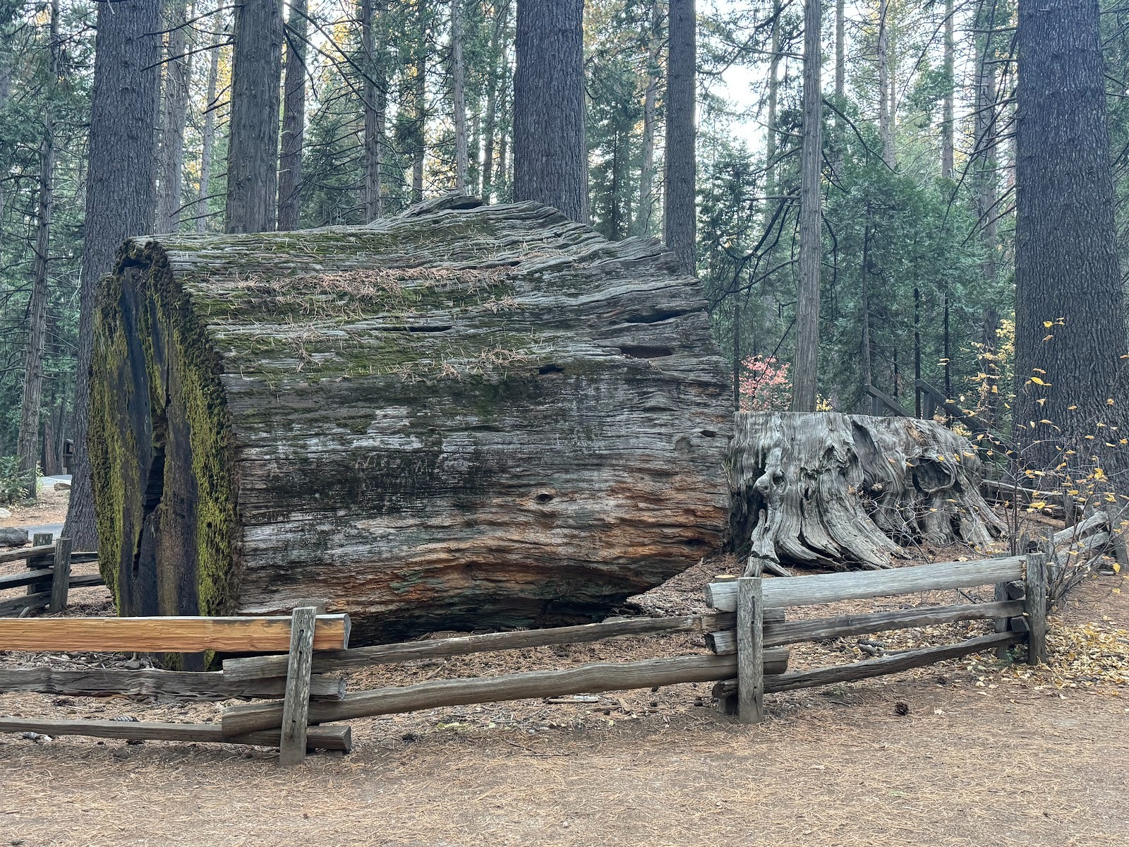 Another view with the stump and a bit of leftover trunk.