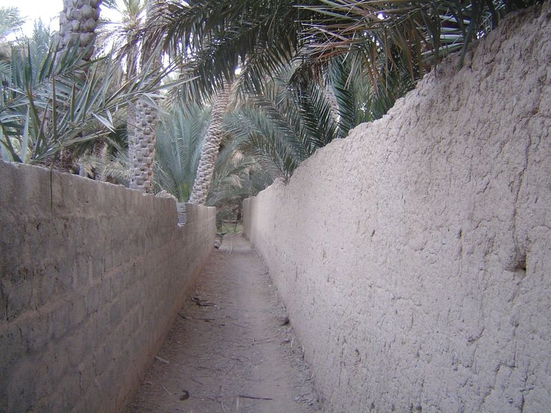 Down in the groves, walls separate properties.