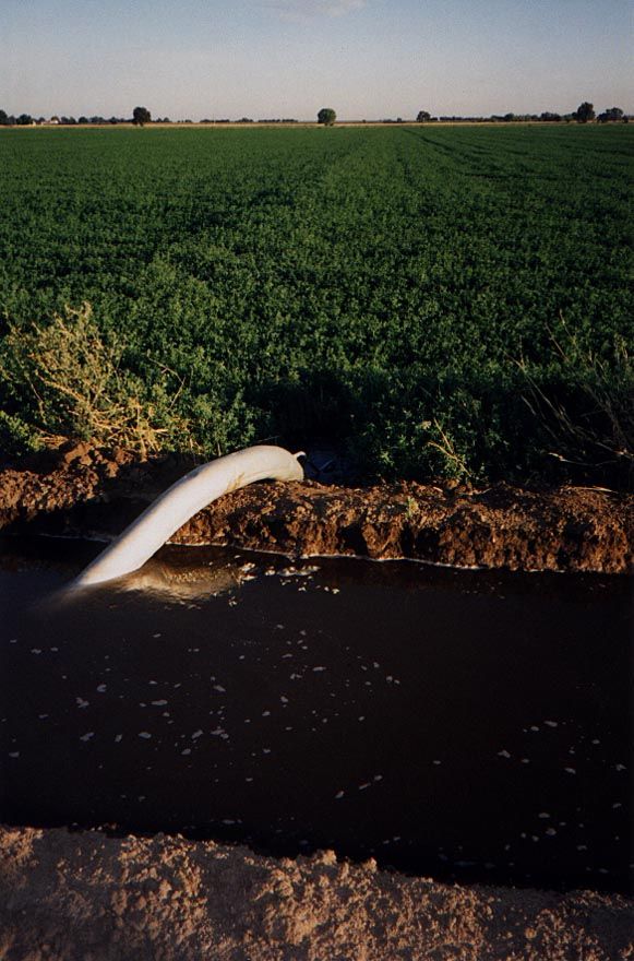 Irrigation, here with siphon tubes for alfalfa, has been the heart of the Central Valley's economy for a long time.