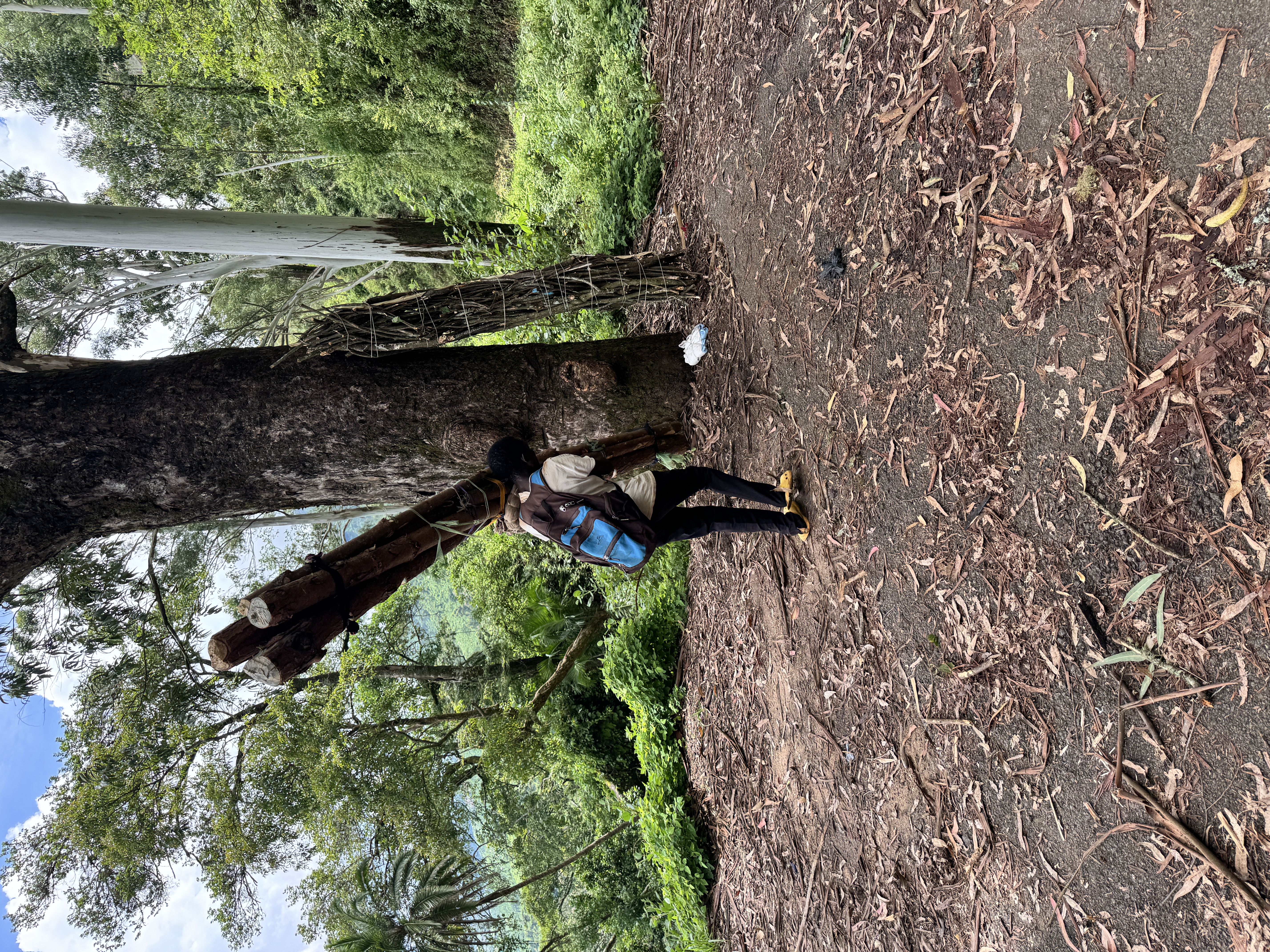 Dozens of men and women carry awkward loads of firewood down to Zomba.